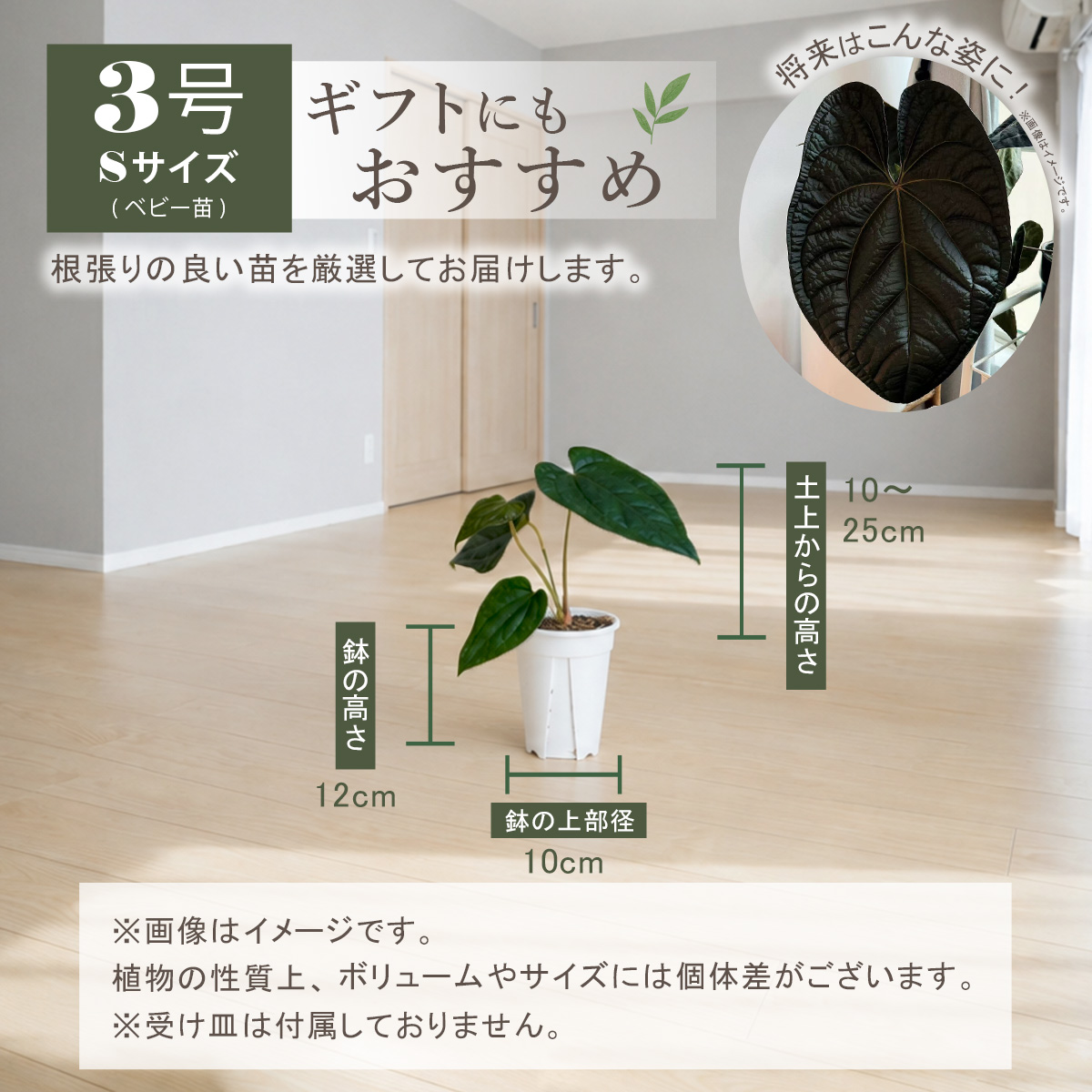 アンスリウム ルクスリアンス×エースオブスペードAOS 鉢 観葉植物 3号