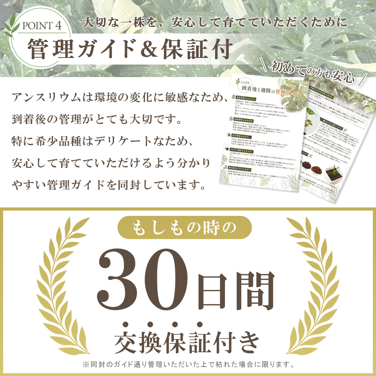 アンスリウム ルクスリアンス×エースオブスペードAOS 鉢 観葉植物 3号