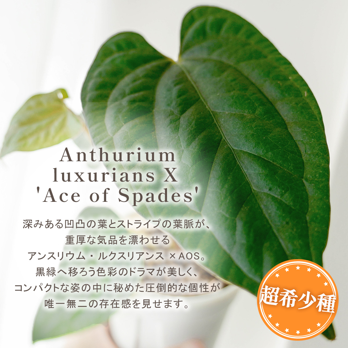 アンスリウム ルクスリアンス×エースオブスペードAOS 鉢 観葉植物 3号