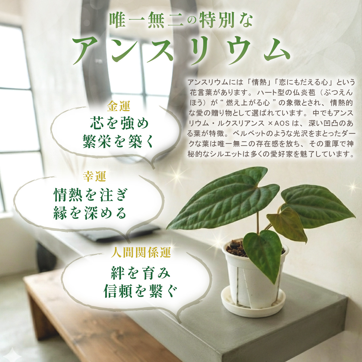 アンスリウム ルクスリアンス×エースオブスペードAOS 鉢 観葉植物 3号