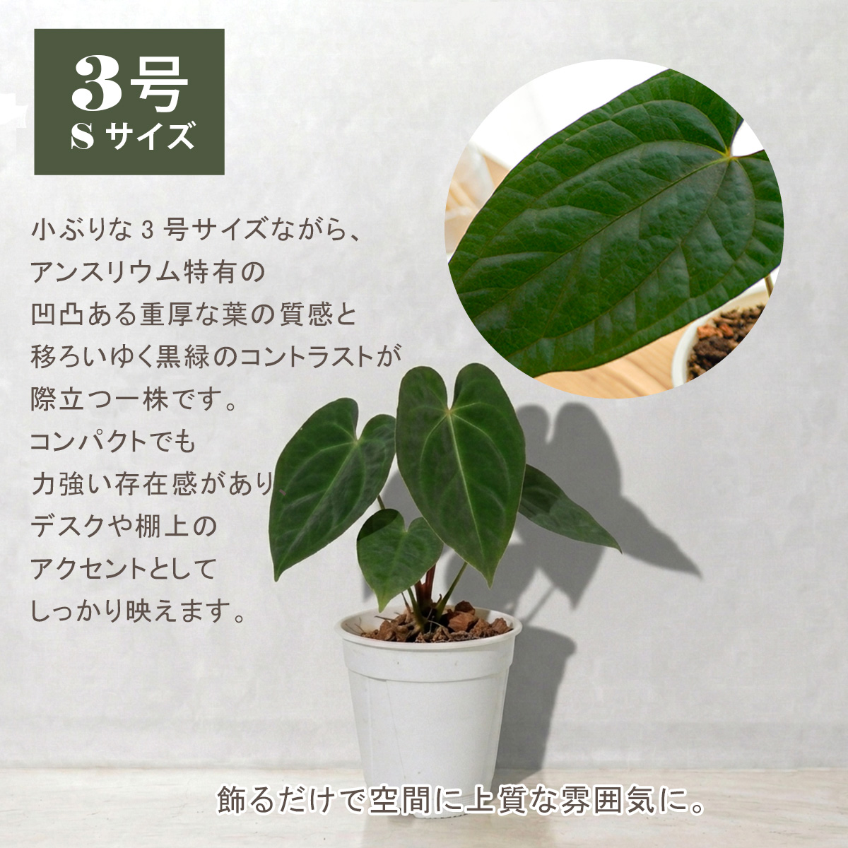 アンスリウム ルクスリアンス×エースオブスペードAOS 鉢 観葉植物 3号