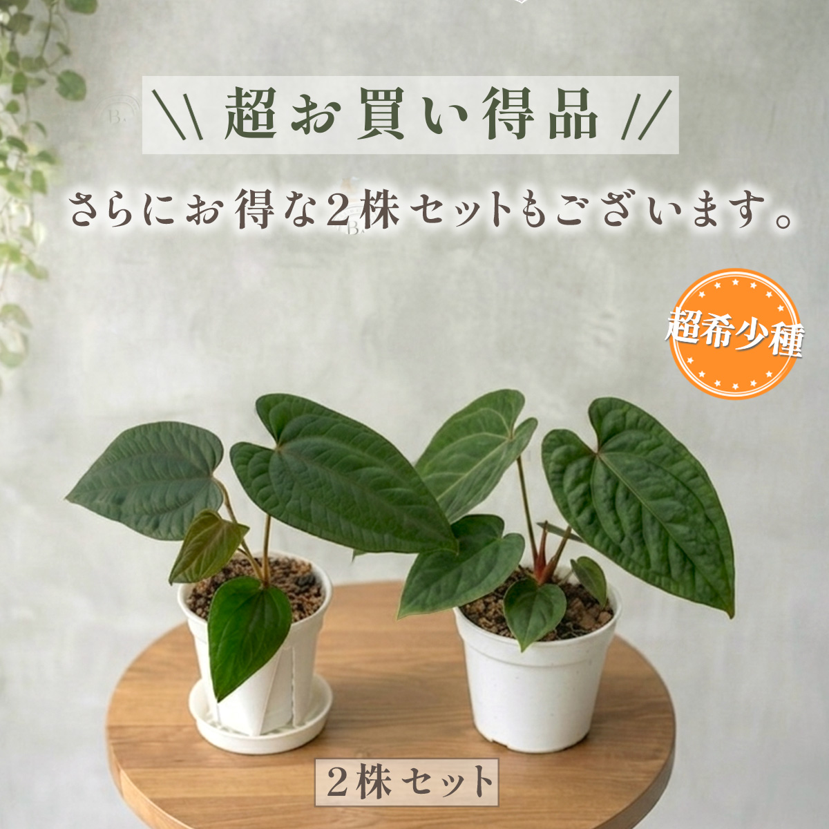 アンスリウム ルクスリアンス×エースオブスペードAOS 鉢 観葉植物 3号