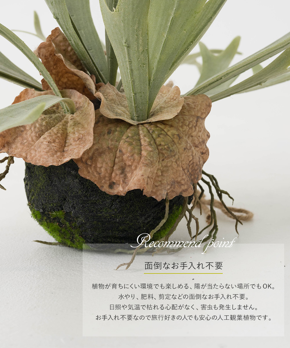ビカクシダ 観葉植物 壁掛け用　大型　インテリア 272331-3.jpg
