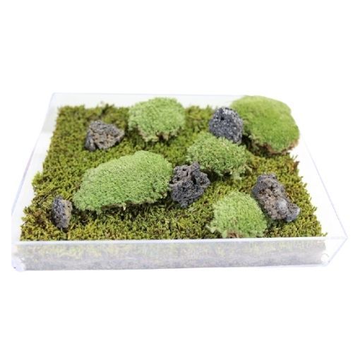 シノブゴケ 120×140mm 苔玉 庭園 造園 盆栽 こけ コケ ジオラマ