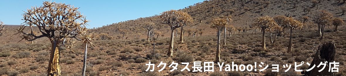 カクタス長田 Yahoo!ショッピング店 ヘッダー画像
