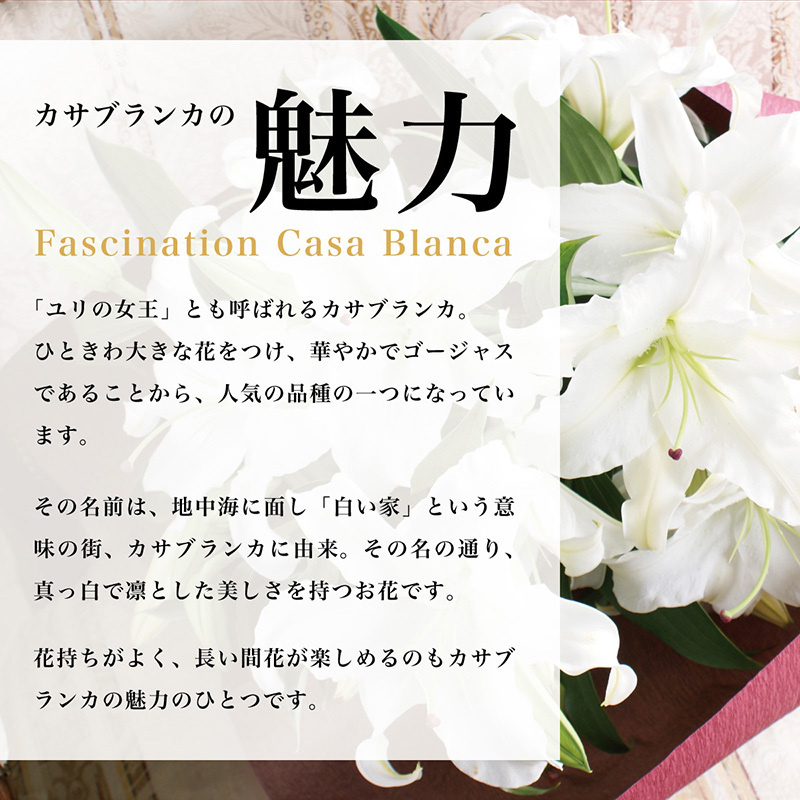在庫一掃 お祝い バレンタイン カサブランカ 花束 本数8本または40輪以上 カサブランカの8本の花束ユリ 限定価格セール App Hds Dep Com