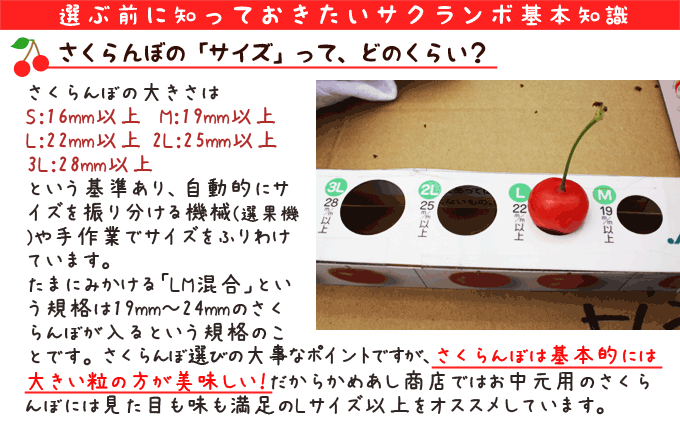 かめあし商店 さくらんぼ 佐藤錦 紅秀峰 お中元 産地直送