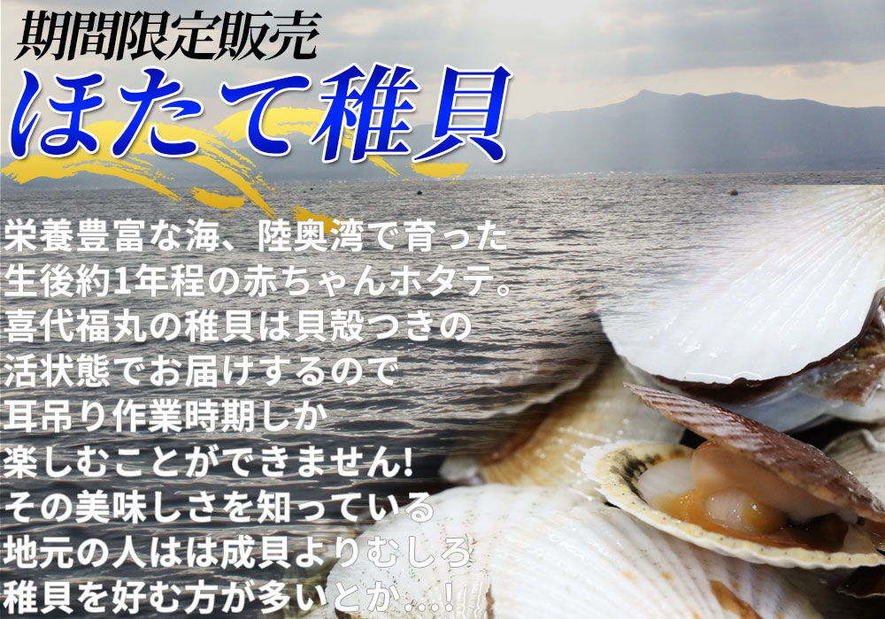 ほたて 活稚貝 送料無料 青森陸奥湾 【ホタテ稚貝 2kg前後 40-90