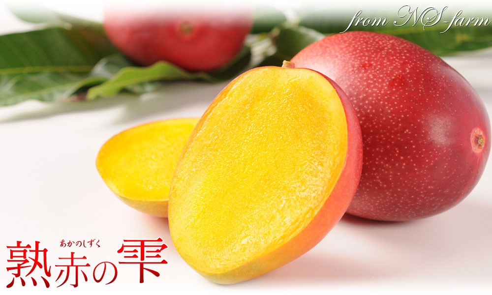 マンゴー 送料無料 宮崎 完熟 【マンゴー 熟赤の雫 化粧箱2玉（2L