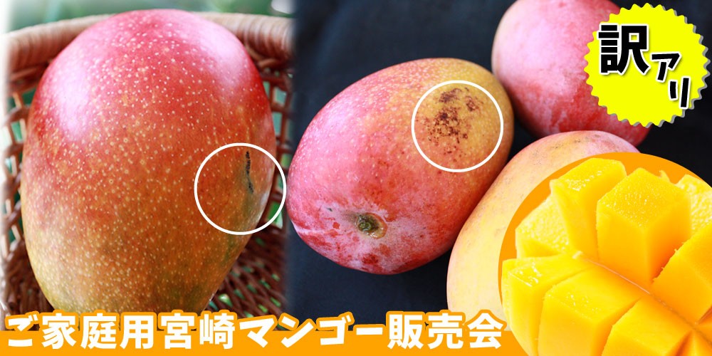マンゴー 訳あり 送料無料 【宮崎県産 完熟マンゴー 家庭用850g以上】2