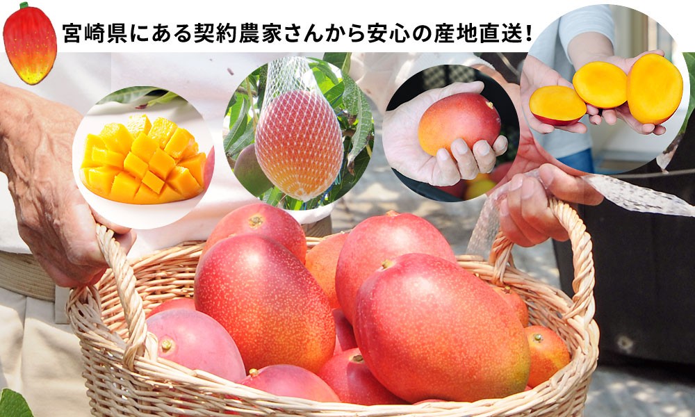 マンゴー 送料無料 宮崎 完熟 【マンゴー 熟赤の雫 化粧箱2玉（Mサイズ