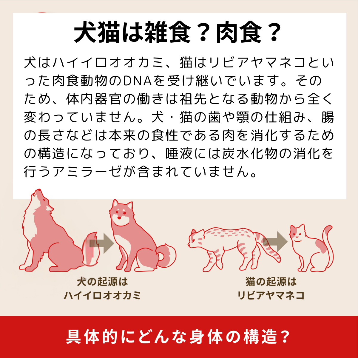 ACANA（アカナ） パピーラージブリードレシピ 11.4kg 無添加 大粒 大型