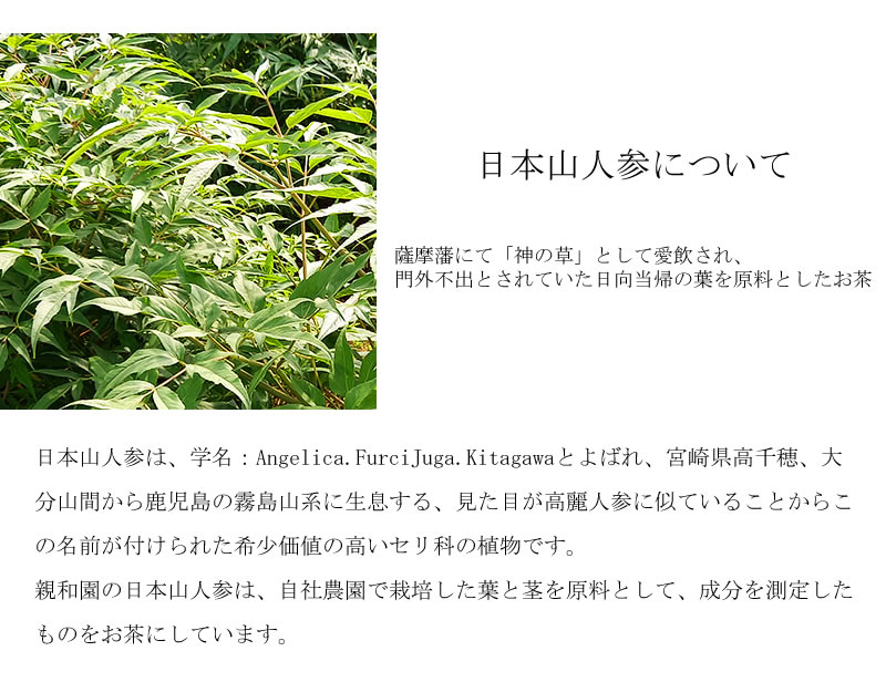 日本山人参茶 (メール便送料無料) 親和園 ティーバッグ 健康 お湯出し