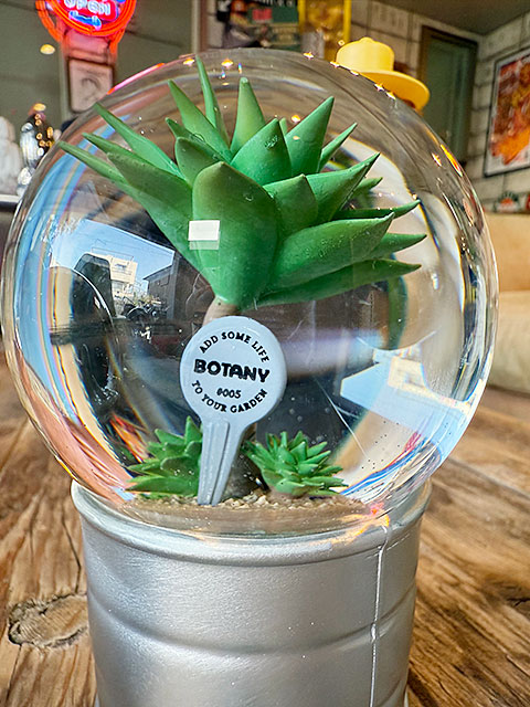 ダルトン　プランツ　ウォーターグローブ　（3個セット）　サボテン　カクタス　アガベ　スノードーム　スノーグローブ | DULTON | 03