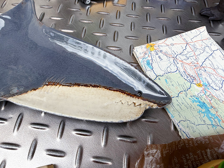 シャーク　プレート　サメのお皿 ■ アメリカン雑貨 アメリカ雑貨 |  | 02