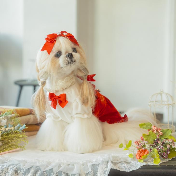 犬 服 犬服 犬の服 冬服 おしゃれ ブランド セレブ 小型犬 シーズー トイプードル チワワ ワンピース リボン ベロア 着せやすい きゃんナナ :  01-1122 : きゃんナナオンラインショップ - 通販 - Yahoo!ショッピング