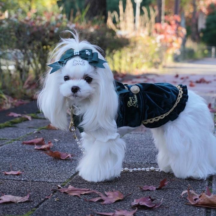 CanNana 犬 服 犬服 冬服 クラシカルベロアワンピース おしゃれ
