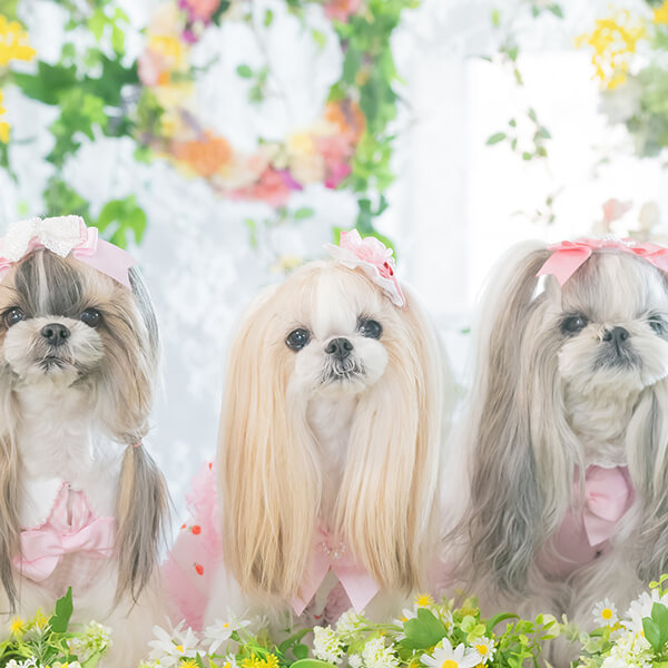 CanNana 犬 服 犬の服 春夏 さくらんぼギンガムワンピース