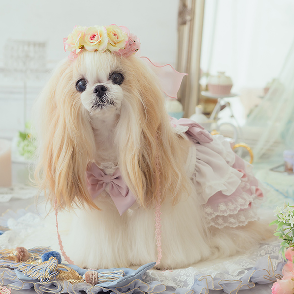 アリス 不思議の国のアリス ピンク 犬服 ワンピース コスプレ ブランド