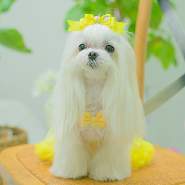 レース＆チュールキャミワンピース(リボンブローチ付き)12