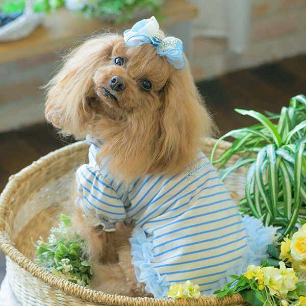 ロゴラインストーンボーダーカットソー03