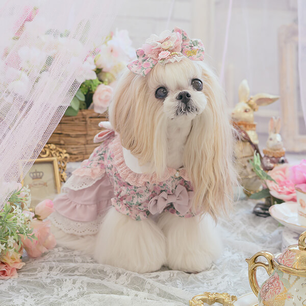 CanNana 犬服 ワンピース ワンピ 不思議の国のアリス きゃんナナ