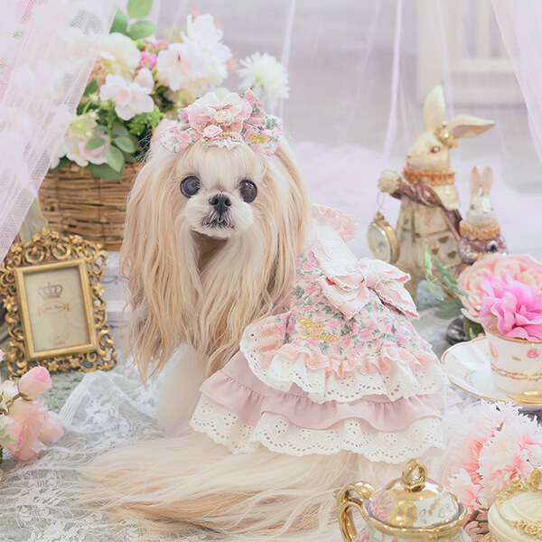 CanNana 犬服 ワンピース ワンピ 不思議の国のアリス きゃんナナ