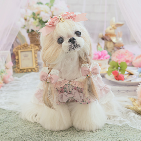 CanNana 犬服 ワンピース ワンピ 不思議の国のアリス きゃんナナ
