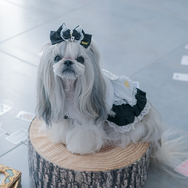 アリスのワンピース(犬服) CanNana 犬服 ワンピース かわいい プレゼント 撮影会 おでかけ 不思議