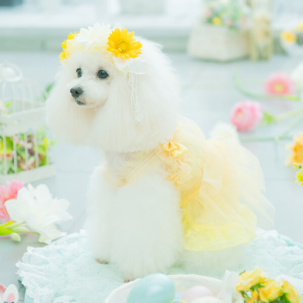 CanNana 犬 ヘッドドレス アクセサリー 春 春のガーベラヘッドドレス