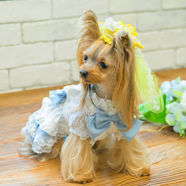 きゃんナナ　着物　バレッタつき CanNana 犬 アクセサリー リボン バレッタ プレゼント ギフト