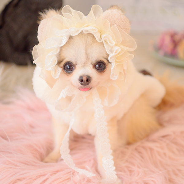 犬服・アクセサリー kinakky CanNana 犬 ヘッドドレス アクセサリー リボン アクセ 秋冬 ギフト