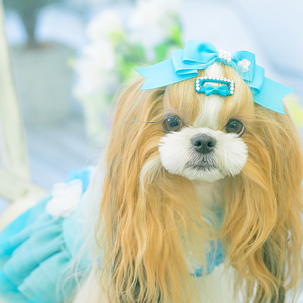 CanNana 犬 アクセサリー バレッタ リボン 姫リボン 上品 ギフト