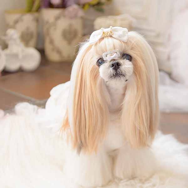 犬服・アクセサリー NaNa CanNana きゃんナナ 犬 服 犬服 犬の服 おしゃれ ブランド