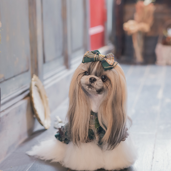 きゃんナナ 犬 服 犬服 犬の服 おしゃれ ブランド シーズー トイ