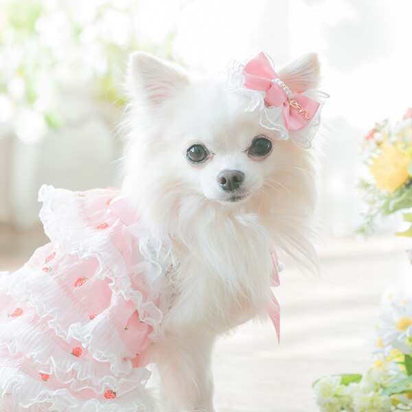 犬服・アクセサリー putan 犬服・アクセサリー putan 犬服