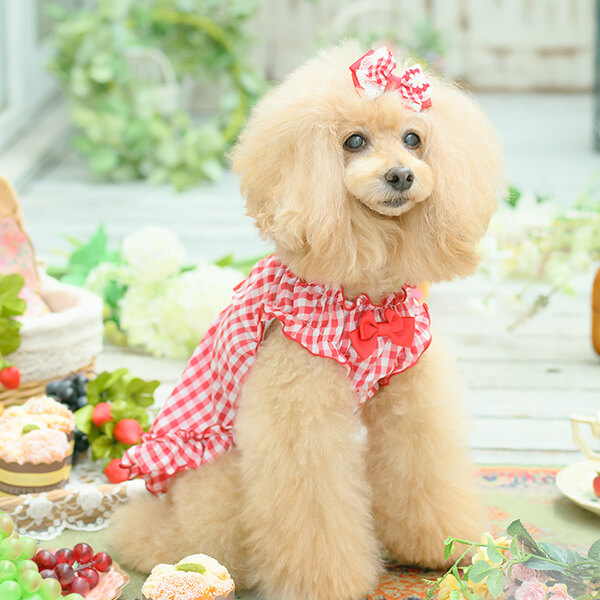 CanNana 犬 アクセサリー 春 角度一定スタンド式 ギンガムチェック