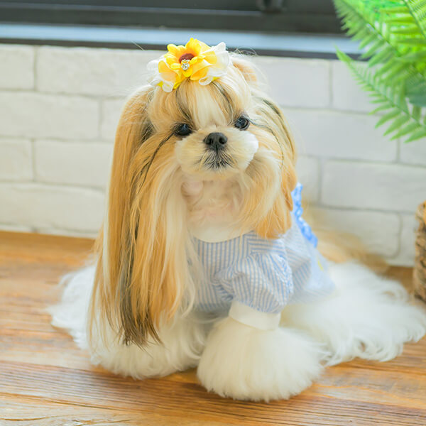 【Susan Lanci】スワロフスキー ヘアリボン クラシック 犬用 Susan Lanci】スワロ リボン ステップインハーネス TC〜M①
