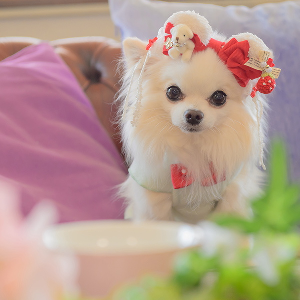 CanNana 犬 バレッタ アクセサリー リボン アクセ 秋冬 ギフト