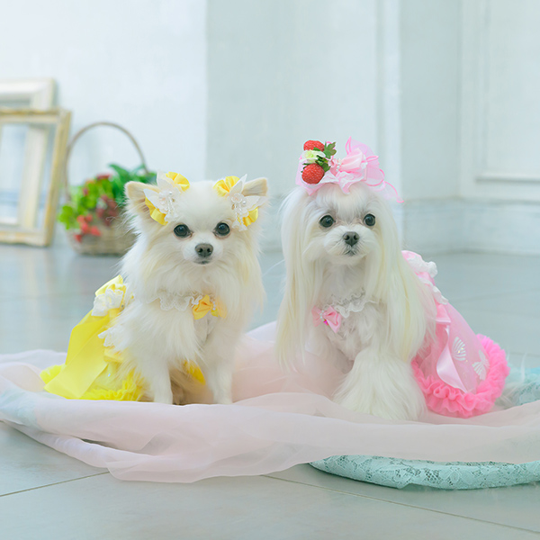 きらきらバタフライバレッタリボン03