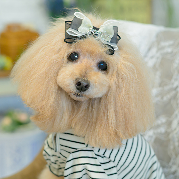 オーガンジー＆オープンハートバレッタ02