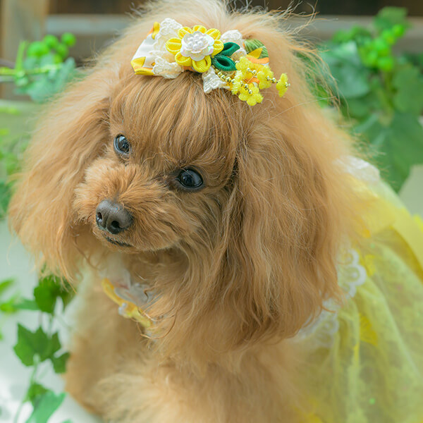 お値下げ　BURBERRY  ワンピ＆トップス　Can Nana バレッタセット CanNana 犬 アクセサリー 夏 ひまわり バレッタ アクセ ギフト