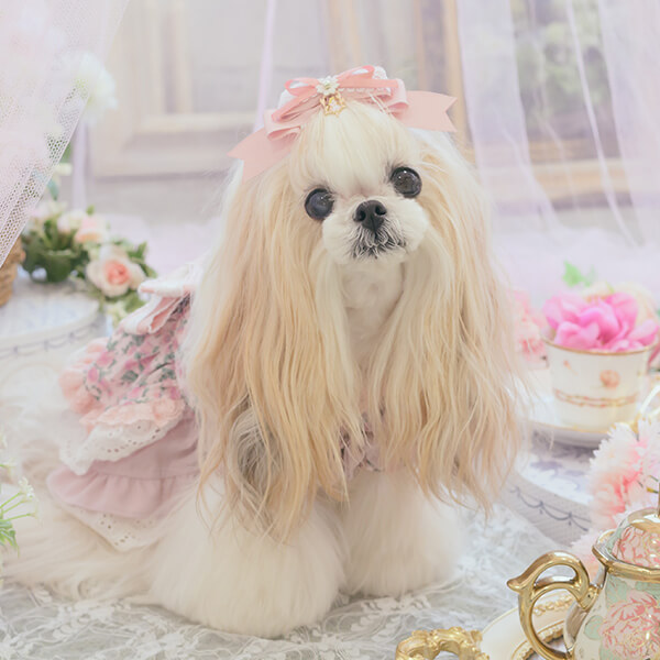 ときめくアリスの姫リボン12