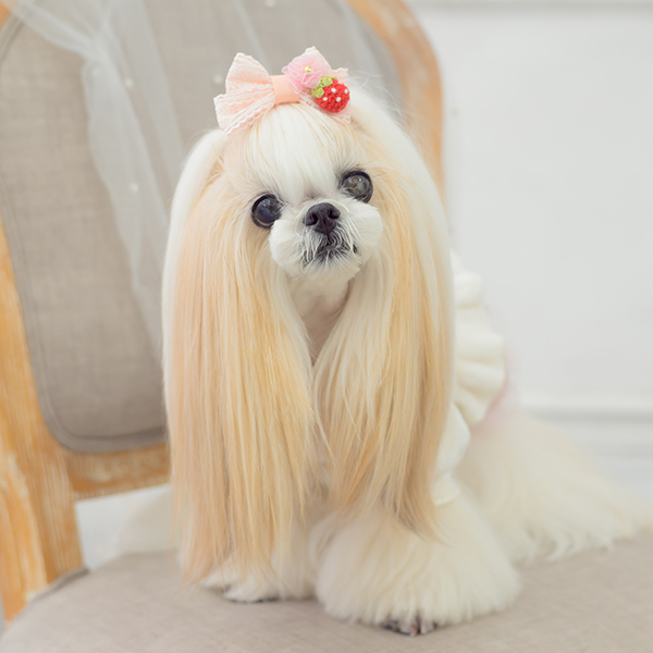 CanNana 犬 リボン バレッタ アクセサリー アクセ いちご ストロベリー