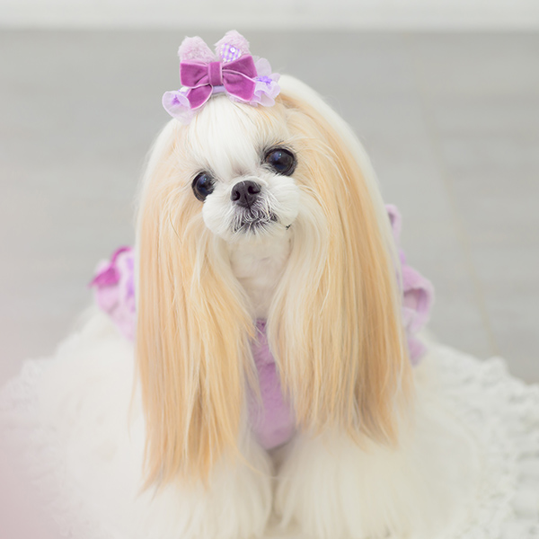 CanNana 犬 リボン バレッタ アクセサリー アクセ うさぎ 耳 ギフト