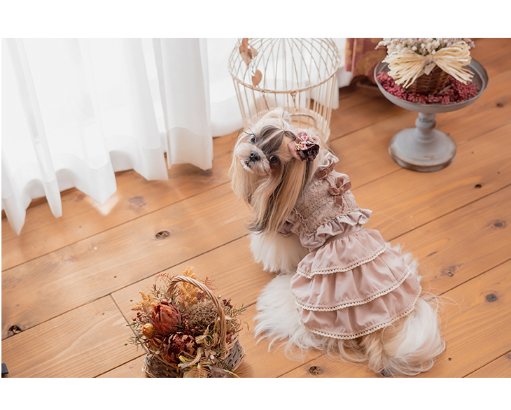 犬 服 犬服 ワンピース　ベロア　アンティーク　クラシカル　リボン　 犬の服 新作 きゃんナナ ドッグウェア ブランド