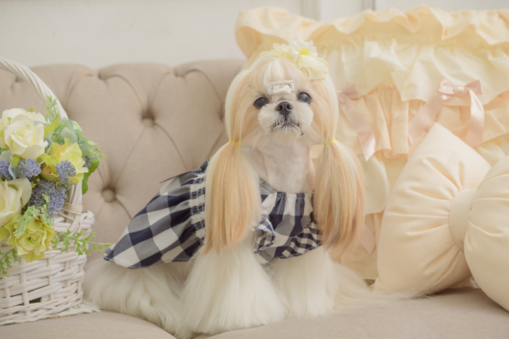 楽天市場】犬服 ブランド 夏 着せやすいきゃんナナ さくらんぼ