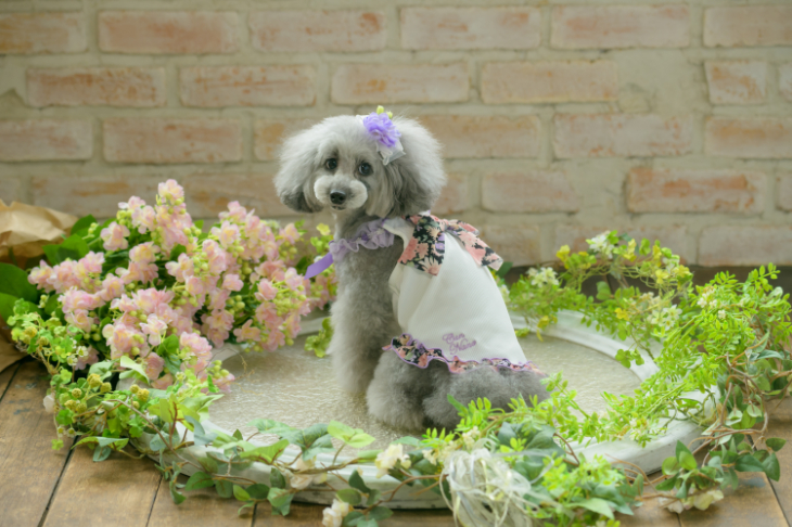 CanNana 犬 服 犬服 ワンピース 春夏 花柄フリルキャミワンピース 犬の