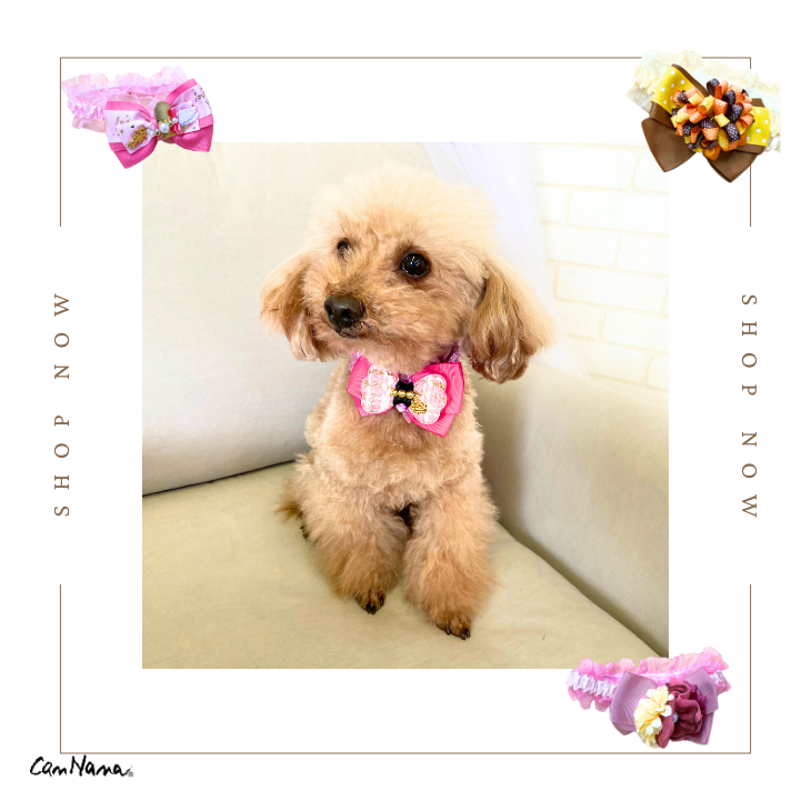 CanNana きゃんナナ 犬 服 犬服 犬の服 ブランド セレブ 小型犬