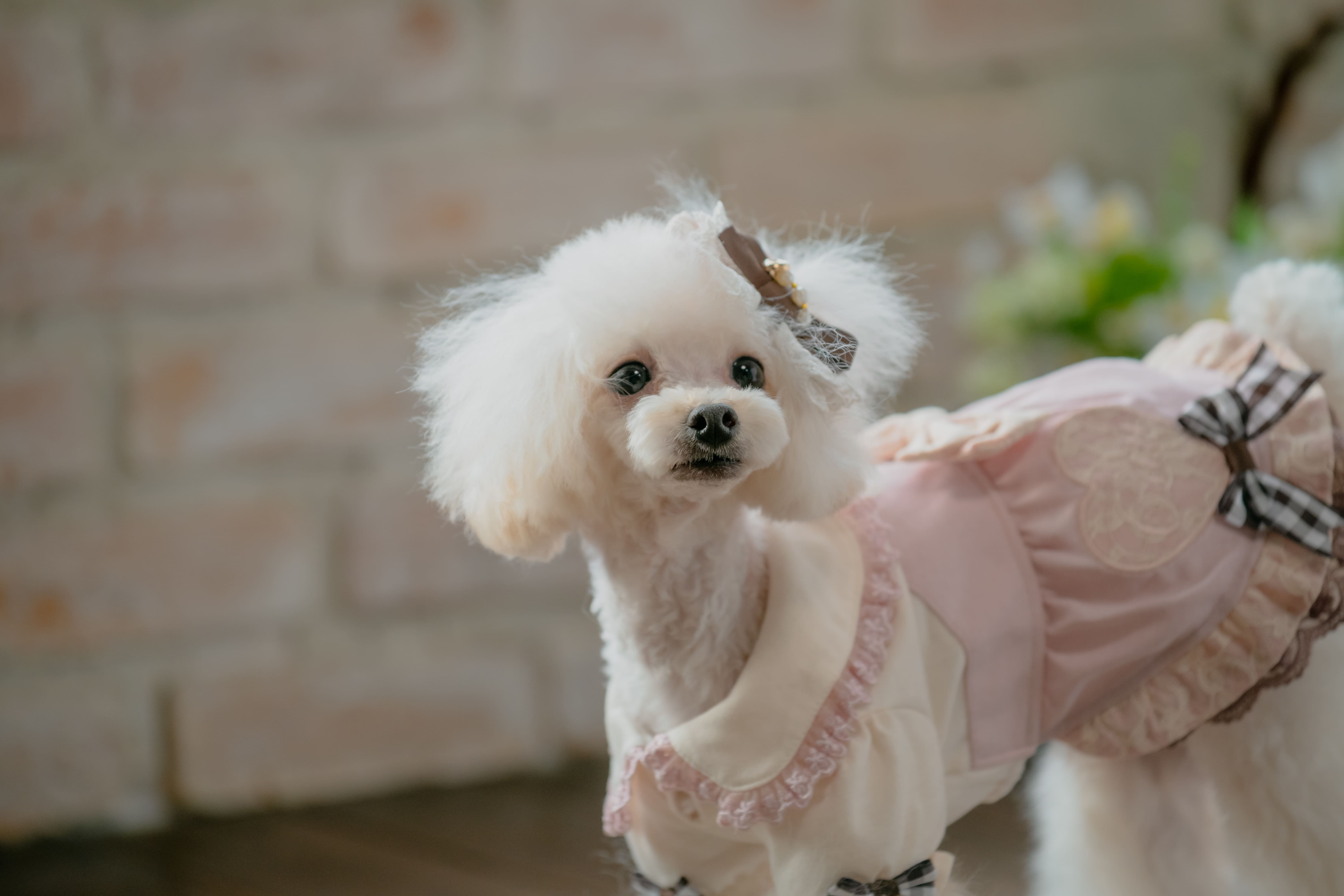 CanNana 犬 服 犬の服 春服 スゥイートハートワンピース レース